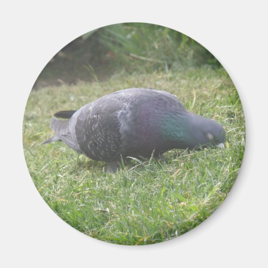 Slaapduif Magnet Magneet (Voorkant)