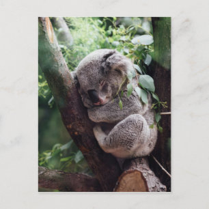 Slaapend Baby Koala Briefkaart