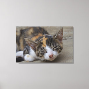 Slaapend Calico Kitten Canvas Afdruk