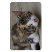 Slaapend Calico Kitten Magneet (Verticaal)