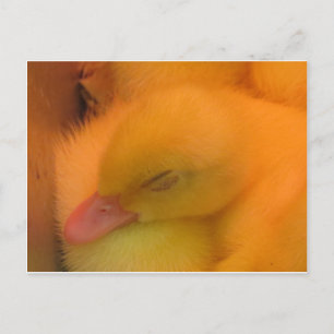 Slaapend Duck Briefkaart