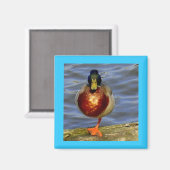 Slaapend Duck Magnet Magneet (Voorkant / Achterkant)