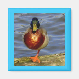 Slaapend Duck Magnet Magneet
