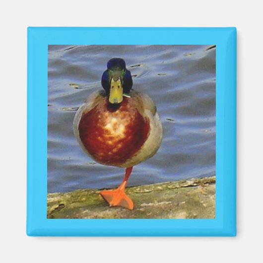 Slaapend Duck Magnet Magneet (Voorkant)