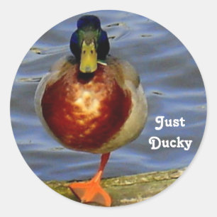 Slaapend Duck Ronde Sticker