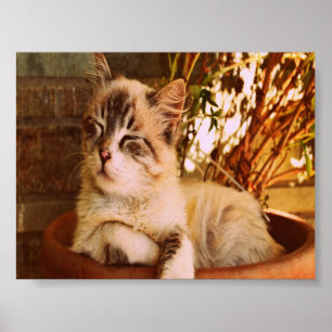 Slaapend Kat comprimeren Poster