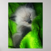 Slaapend Kat Poster (Voorkant)