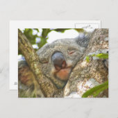 Slaapend Koala Beer Briefkaart (Voorkant / Achterkant)