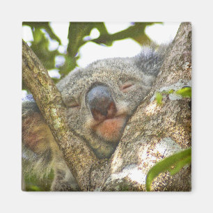 Slaapend Koala Beer Magnet Magneet