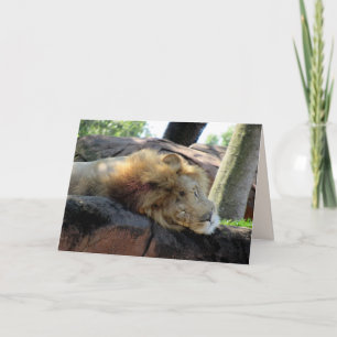 Slaapend Lion Greetin Kaart
