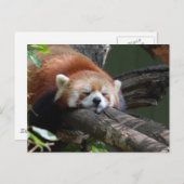 Slaapend Panda Beer Briefkaart (Voorkant / Achterkant)