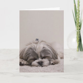 Slaapend sjiitisch Wenskaart, slaaphond Kaart