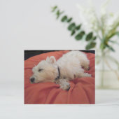 Slaapend Westie Photo Briefkaart (Staand voorkant)
