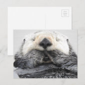 Slaapend Zee Otter Briefkaart (Voorkant / Achterkant)