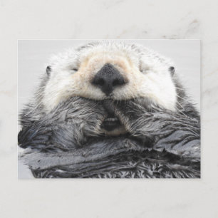 Slaapend Zee Otter Briefkaart