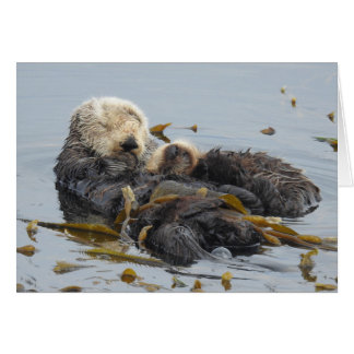 Slaapend Zee Otter Ma en Pup