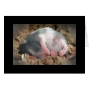 Slaapende Baby Hamster