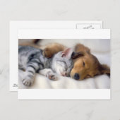 Slaapende bogen briefkaart (Voorkant / Achterkant)