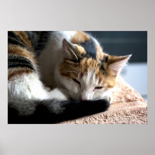 Slaapende Calico Cat Poster (Voorkant)