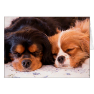 Slaapende Cavalier King Charles Spaniel Kaart