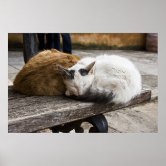 Slaapende Cretan-katten Poster