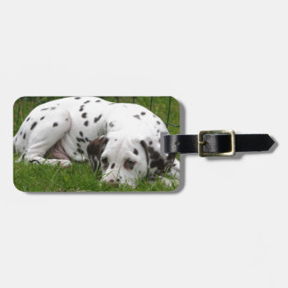 Slaapende Dalmation in het veld Bagagelabel