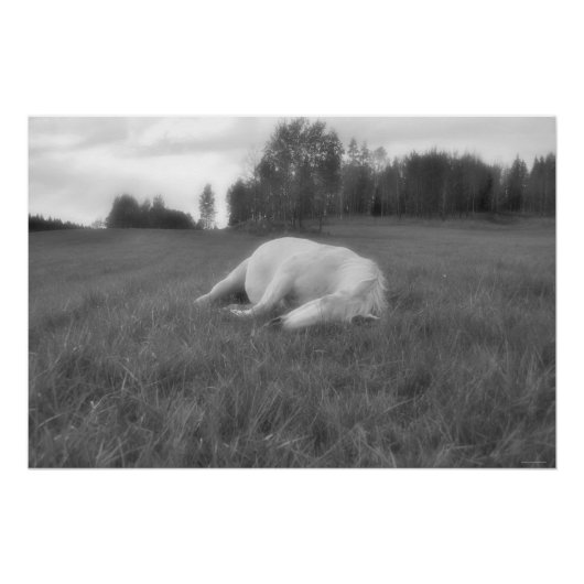 Slaapende foto van White Horse Ranch Field Equine Perfect Poster (Voorkant)