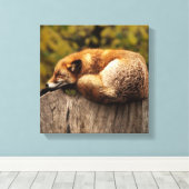 Slaapende Fox Canvas Afdrukken (Insitu (Houten vloer))