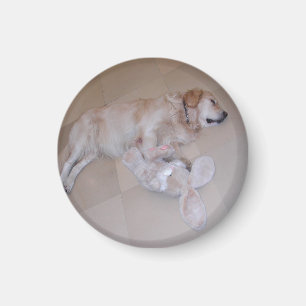 Slaapende Golden Retriever Magneet