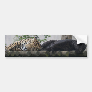 Slaapende Jaguars Bumpersticker