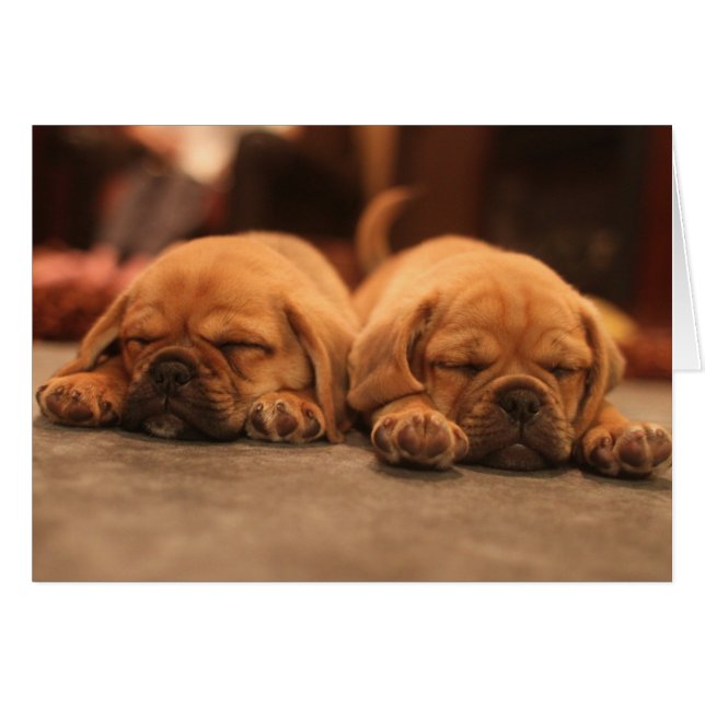 Slaapende puppies (Voorkant Horizontaal)