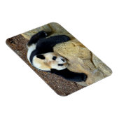 Slaapende reuzenpanda op een rots magneet (Rechterzijde)