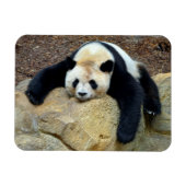 Slaapende reuzenpanda op een rots magneet (Horizontaal)