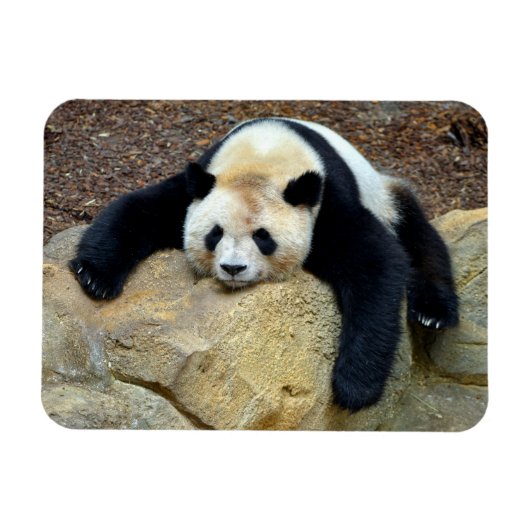 Slaapende reuzenpanda op een rots magneet (Horizontaal)