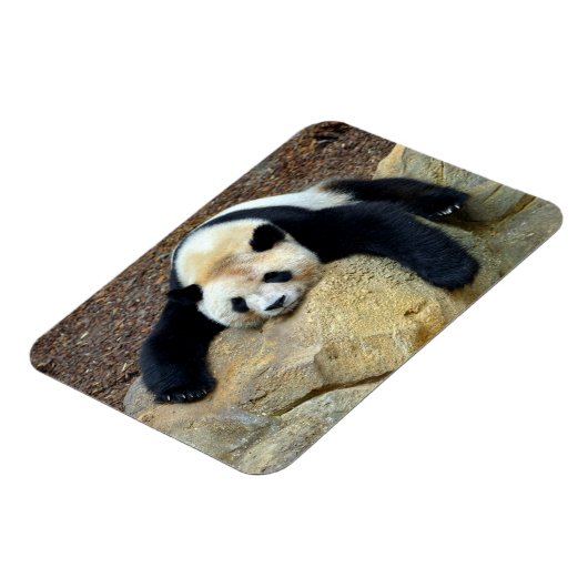 Slaapende reuzenpanda op een rots magneet (Linkerzijde)