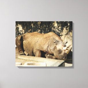 Slaapende Rhino Canvas Afdruk