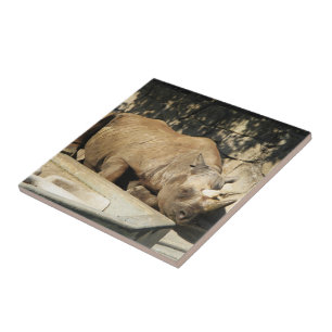Slaapende Rhino Tegeltje