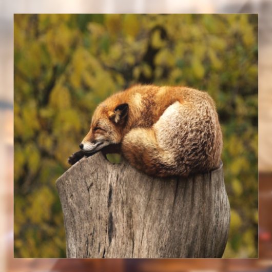 Slaapfoto Raamsticker (Vel 2)