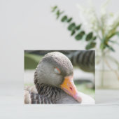 Slaapgans Briefkaart (Staand voorkant)
