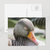 Slaapgans Briefkaart (Voorkant / Achterkant)