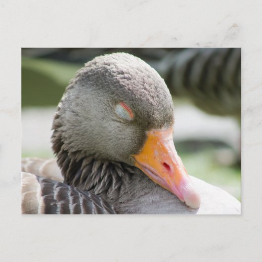 Slaapgans Briefkaart (Voorkant)