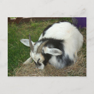 Slaapgeit Briefkaart