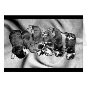 slaaphoofdrottweiler-puppies