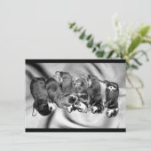 slaaphoofdrottweiler-puppies kaart (Staand voorkant)