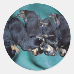 slaaphoofdrottweiler-puppies ronde sticker