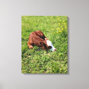 Slaapkalf Canvas Afdruk