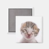 Slaapkitten Magneet (Voorkant / Achterkant)