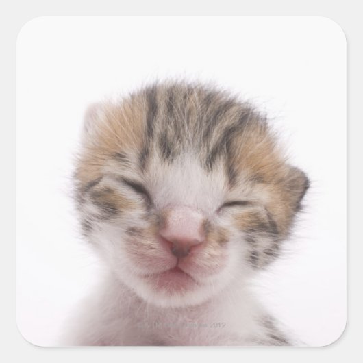 Slaapkitten Vierkante Sticker (Voorkant)