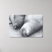 Slaapmaatjes Canvas Afdruk (Voorkant)