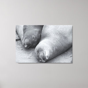 Slaapmaatjes Canvas Afdruk